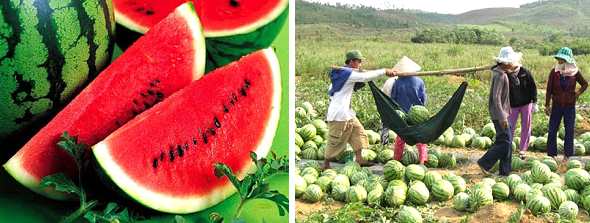 Wassermelone in Vietnam