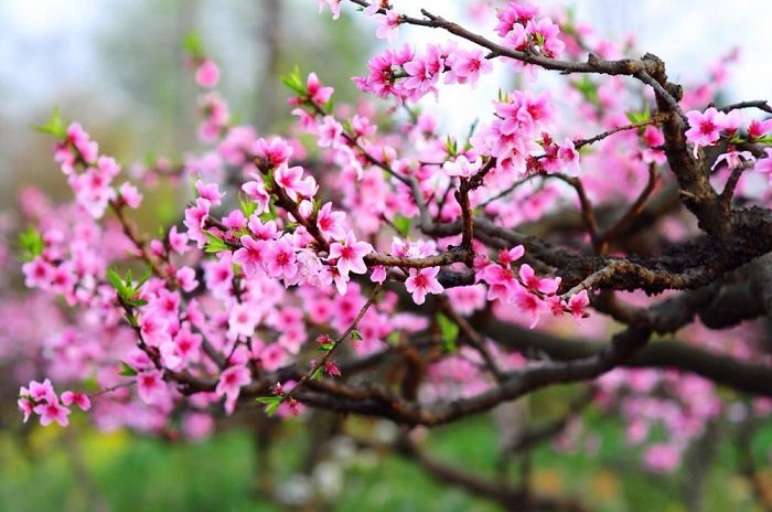 Pfirsichblüte Vietnam