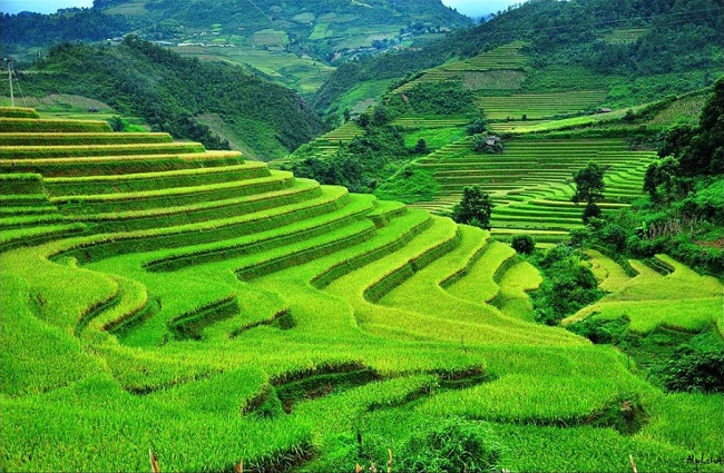 Vietnam-Reisfeld