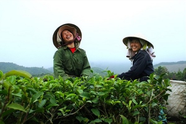 ceuillette-du-the-vert-nord-vietnam2