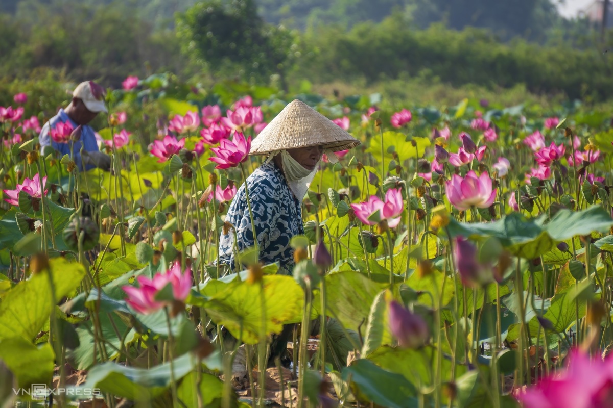 Lotus-Saison im Dorf La Chu Hue Vietnam