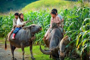 Rinder weiden in Vietnam