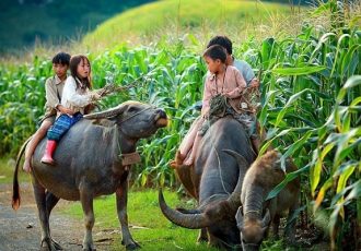 Rinder weiden in Vietnam