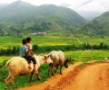 Reise nach Tavan Sapa Vietnam