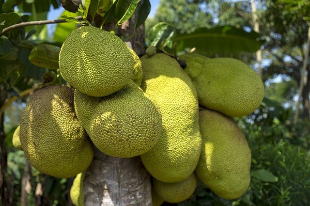 Jackfruit-Vietnam