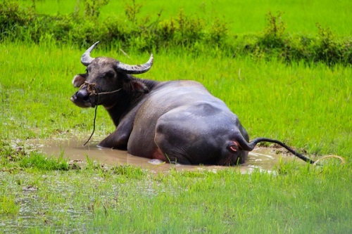 Buffalo badet auf dem Feld