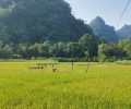 Lam Thuong Yen Bai