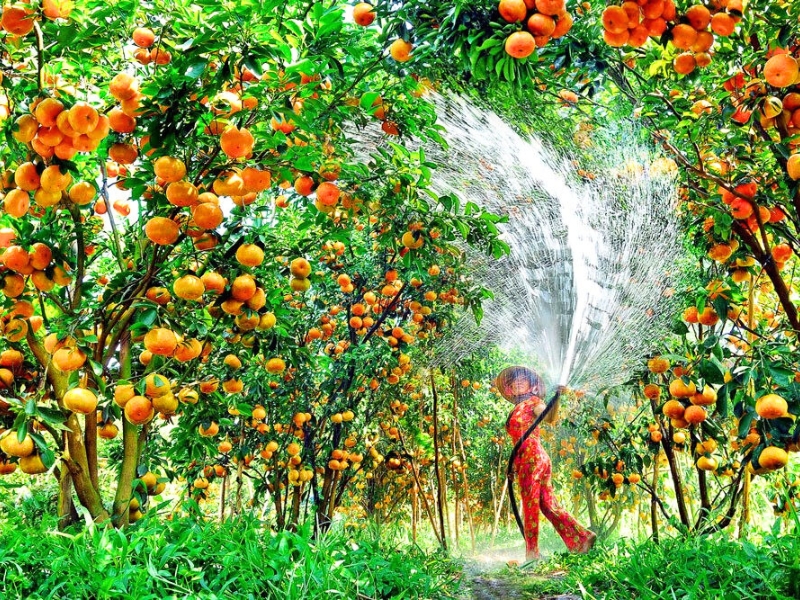 Verger des oranges
