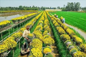 vinh long