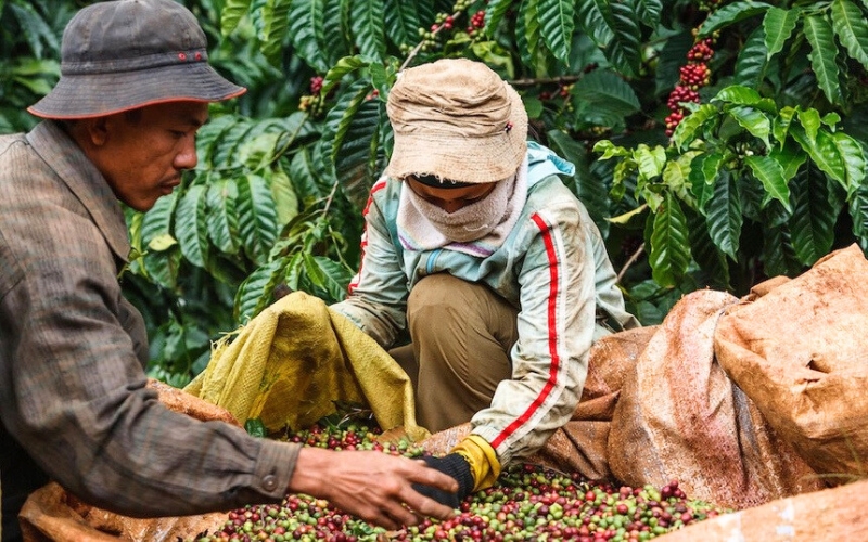 Le Vietnam, deuxième exportateur de café au monde