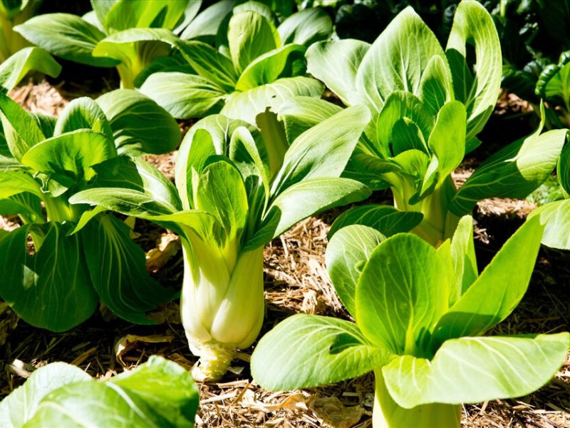 Cai thia, un légume simple et nutritif, du champ à l’assiette