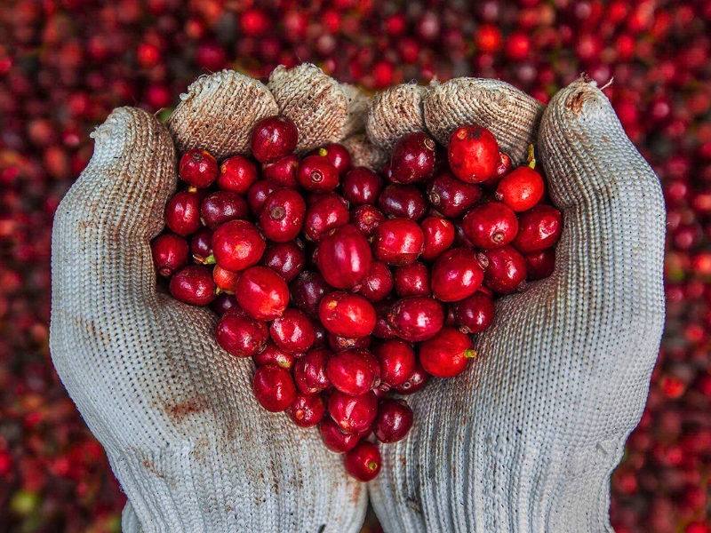 Le Vietnam est le deuxième plus grand exportateur de café au monde.