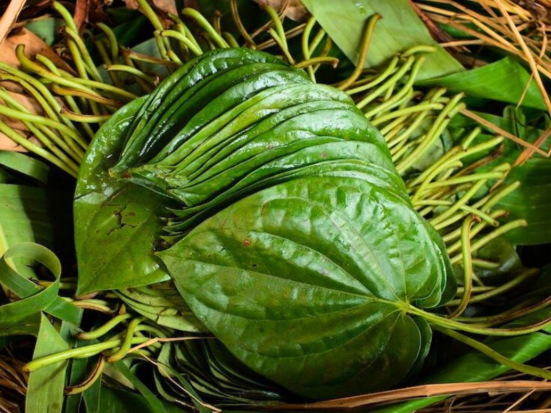 Le bétel au Vietnam