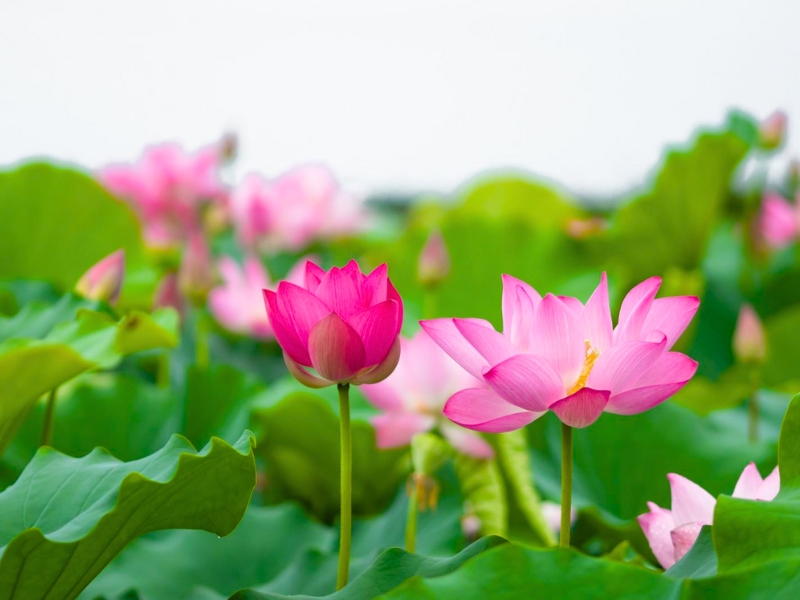 Von der Blüte auf den Teller: Die florale Note der vietnamesischen Küche