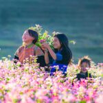 Der Buchweizenwald blüht in voller Blüte in Ha Giang