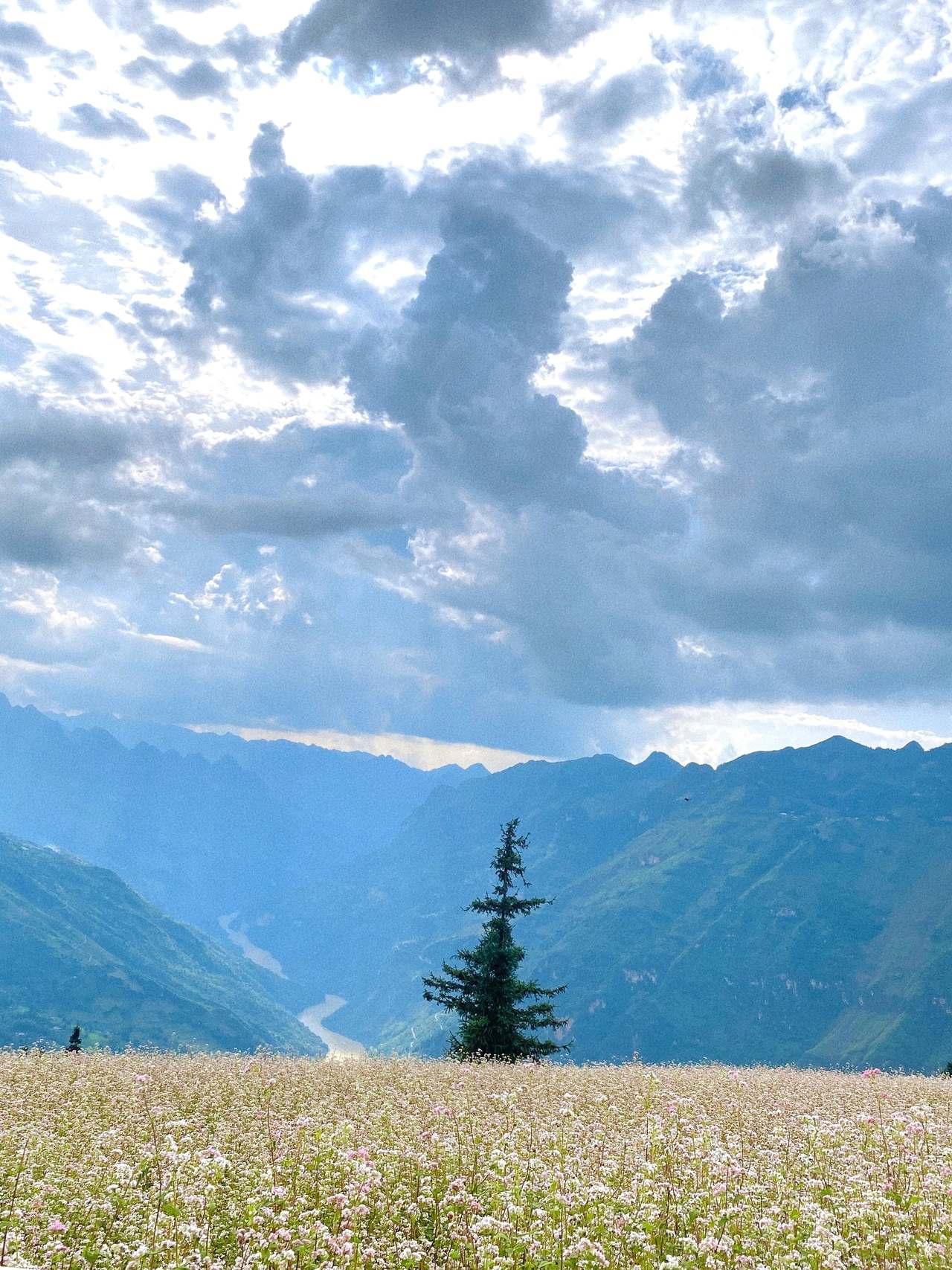 Buchweizenblüten (Tam Giac Mach) und einsame Tanne in Suoi Thau