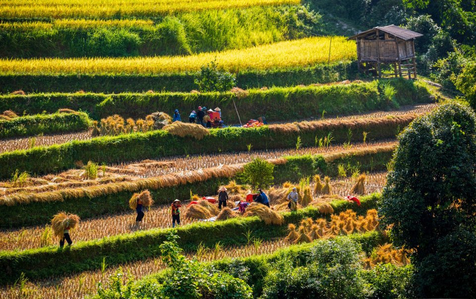 Hoang Su Phi goldener Reis