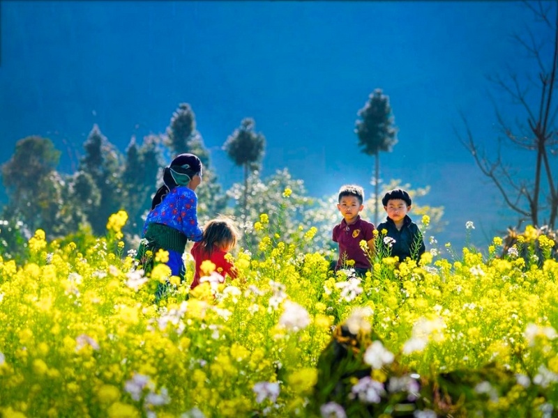 Kinder in einem Blumenfeld in Moc Chau