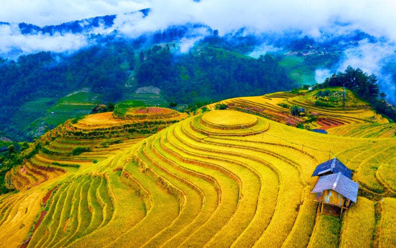 Goldene Reisterrassen in Mu Cang Chai zur Erntezeit