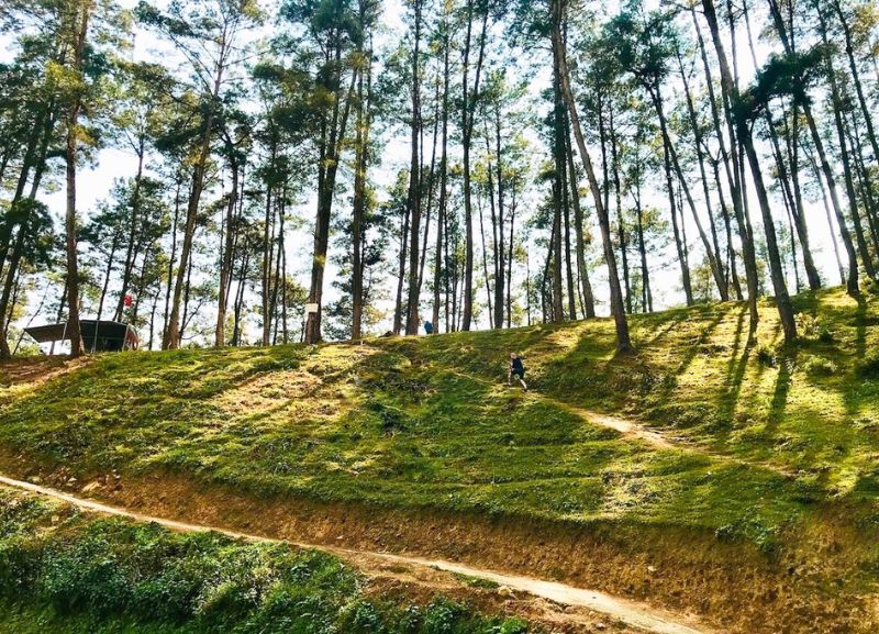 Kiefernwald von Yen Minh
