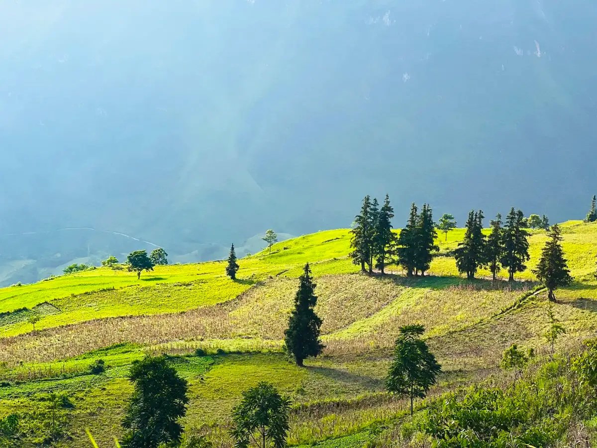 Sa-Moc-Tannen auf einer goldenen Wiese des Plateaus Suoi Thau