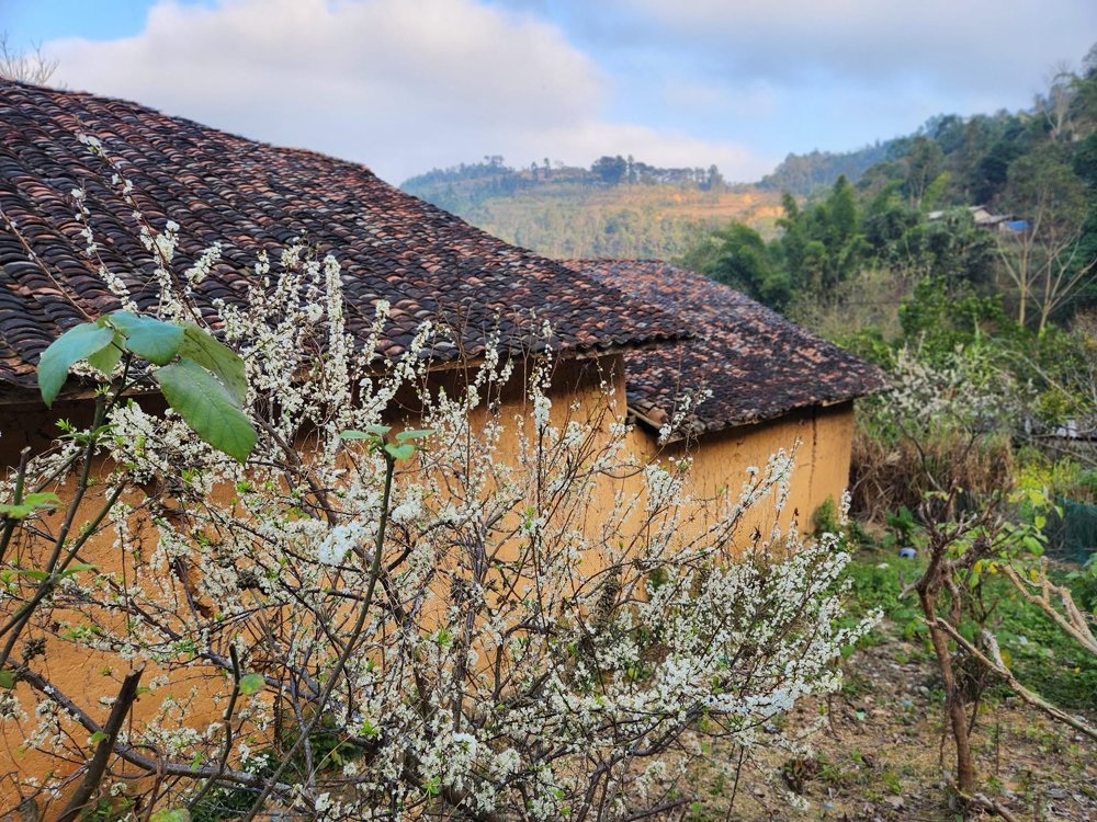 Stampflehmhaus von Thien Huong im Frühling, umgeben von Blüten