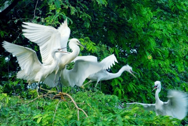 Auffliegende Vögel im Storchengarten von Tan Long