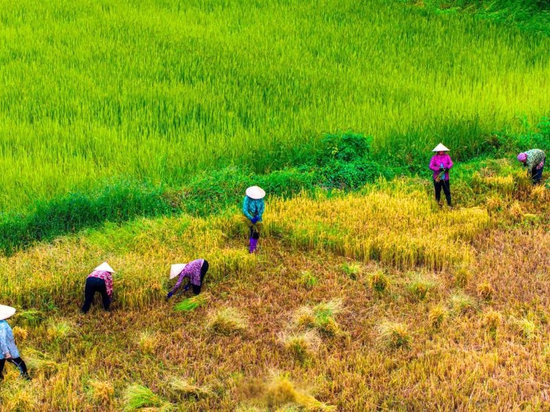 Abgeerntete Reisterrassen und Erntehelfer bei Sapa