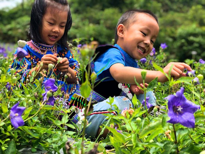 Kinder zwischen violetten Cát-cánh-Blüten bei Bac Ha