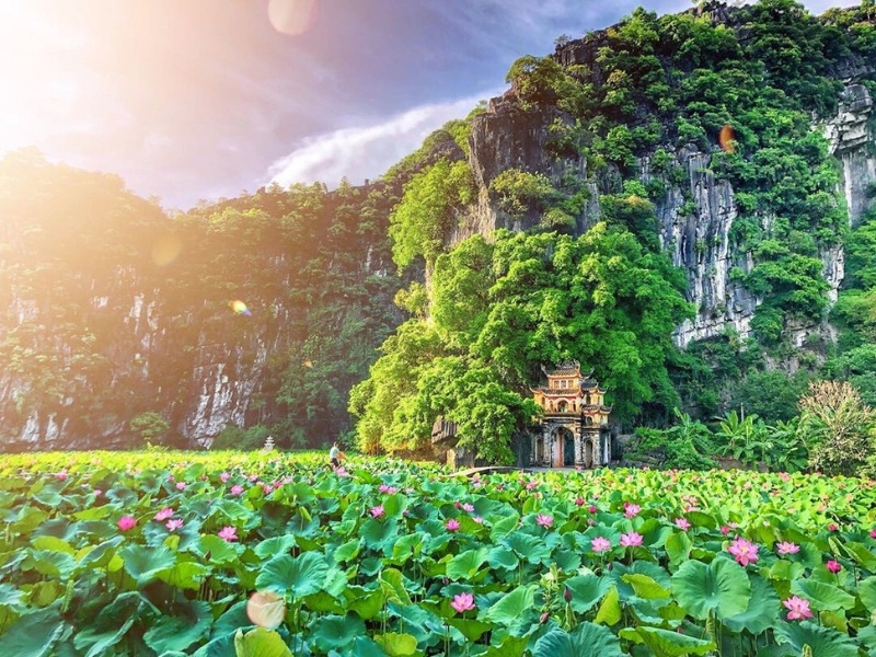 Die Ruhe des Lotusteichs in Tam Coc – Bich Dong, wo sich die Natur in poetischen Farben und zeitloser Schönheit kleidet