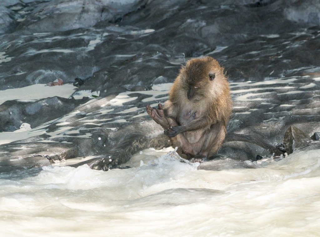 Monkey-Island-Cat-Ba