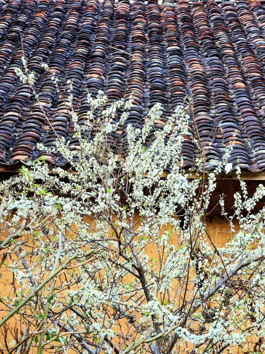 Yin-Yang-Ziegeldach eines Stampflehmhauses in Thien Huong